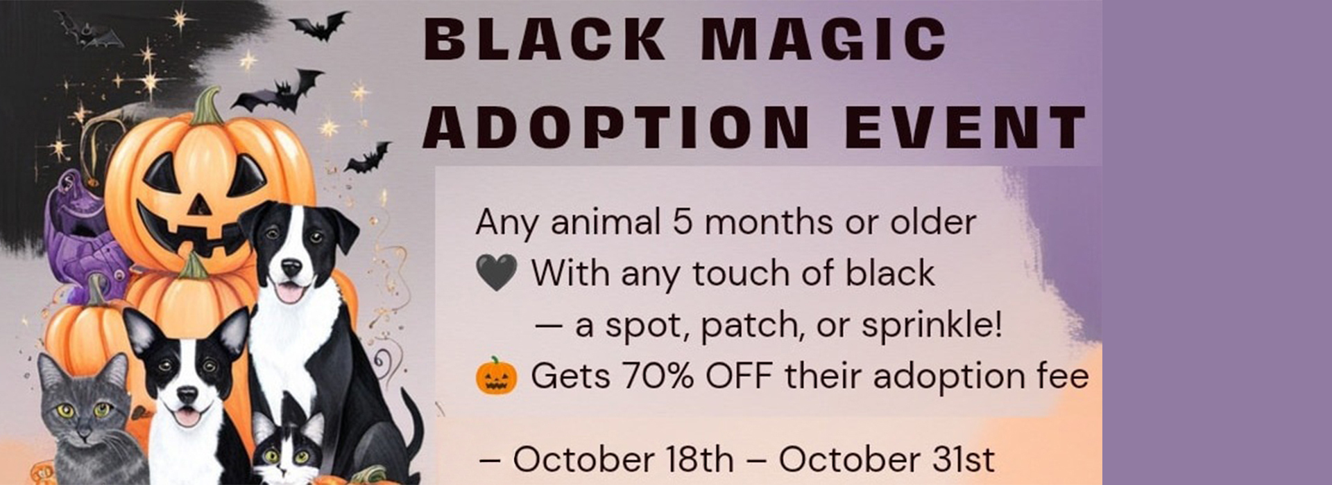 Jack o lantern, cat and dog images